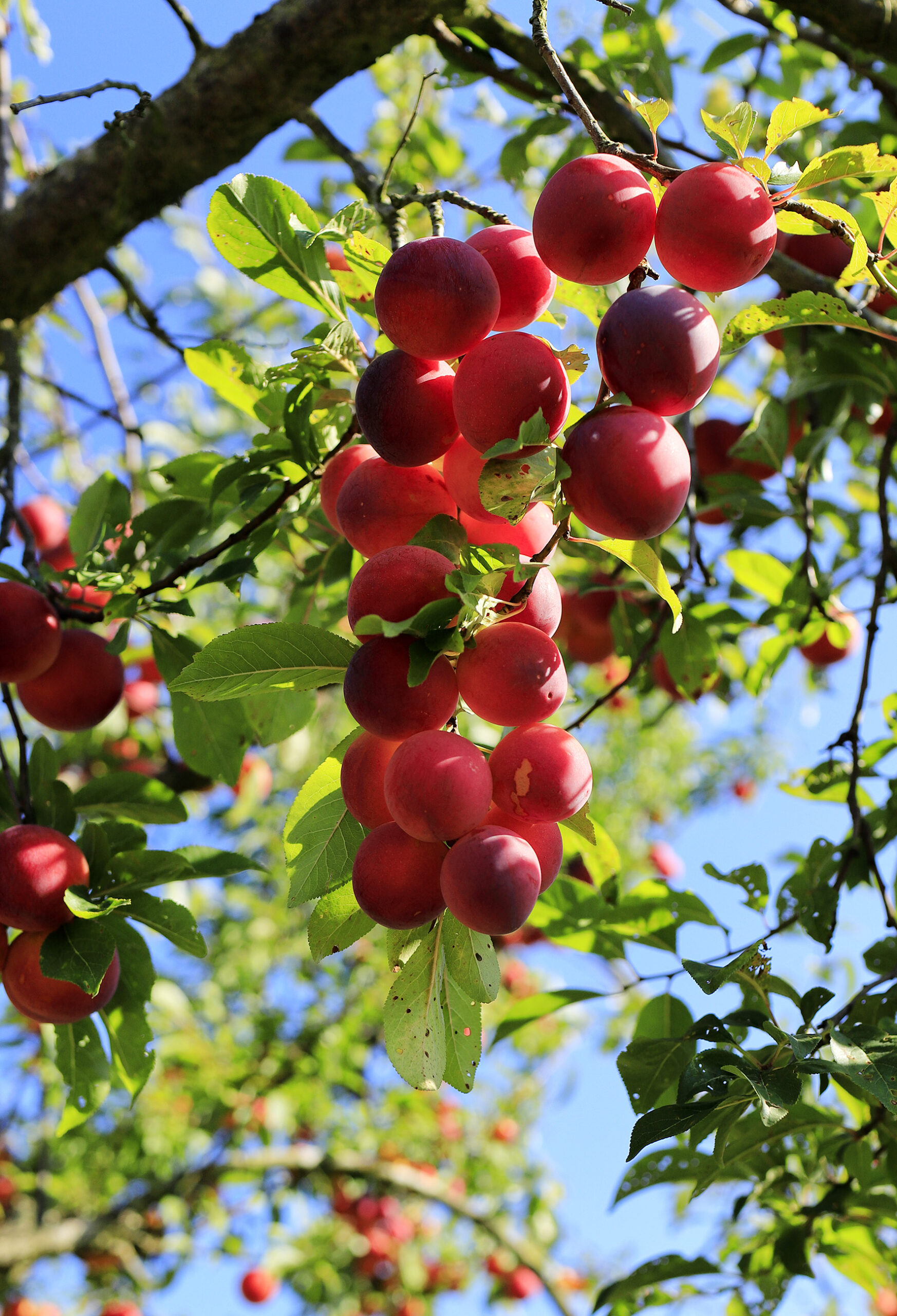 Frutales en Pazo de La Cuesta